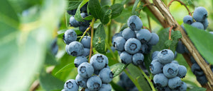 Blueberry Hibiscus Cocktail