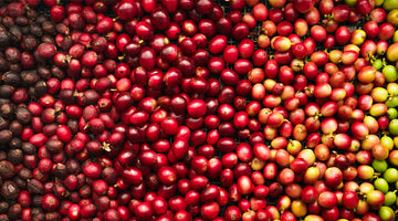 From Bean to Brew: The Art of Coffee Growing, Harvesting, and Roasting