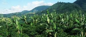 Kona and Jamaica Blue Mountain Coffee: What Makes them Premium?