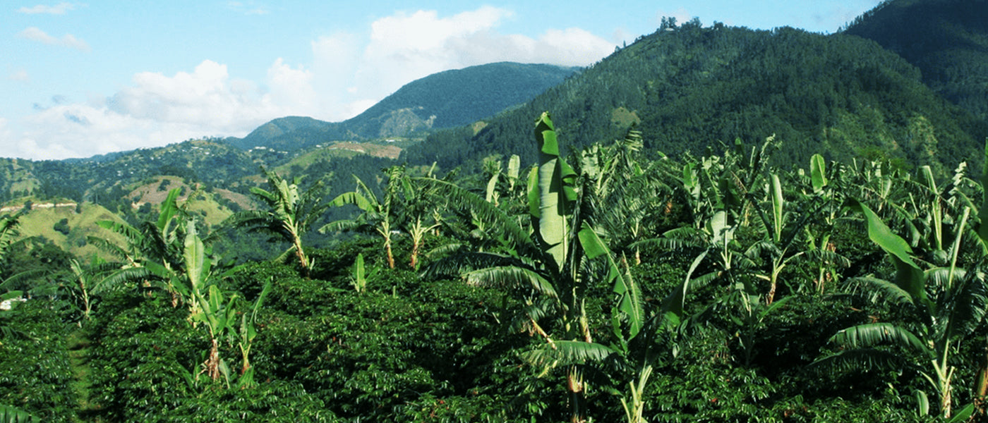 Kona and Jamaica Blue Mountain Coffee: What Makes them Premium?