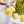Le Creuset Cafe Stoneware 1L French Press, Chamomile